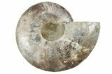 Cut & Polished Ammonite Fossil (Half) - Madagascar #213065-1
